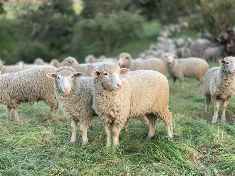 Tips Memilih Kambing untuk Akikah: Hal-Hal yang Perlu Diperhatikan