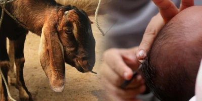 Tradisi Akikah: Makna dan Tata Cara Sesuai Syariat Islam